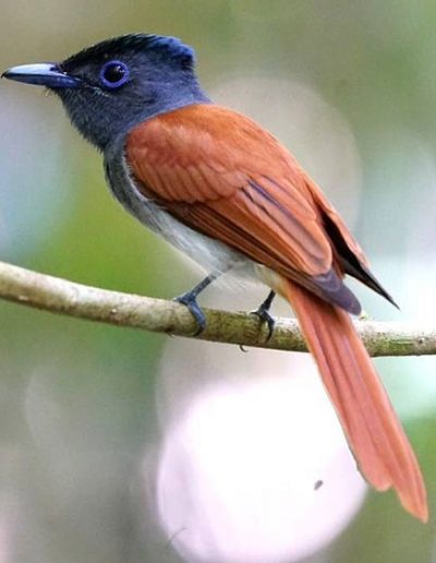 Asian paradise flycatcher