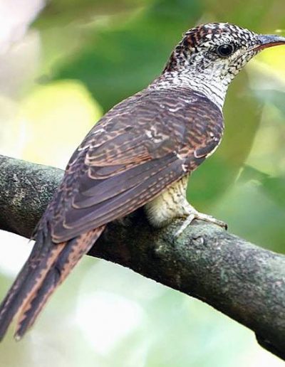 Banded-bay cuckoo