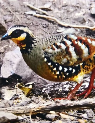 Bar-backed partridge