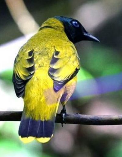 Black-headed bulbul