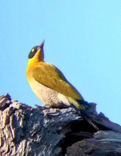 Black-headed woodpecker