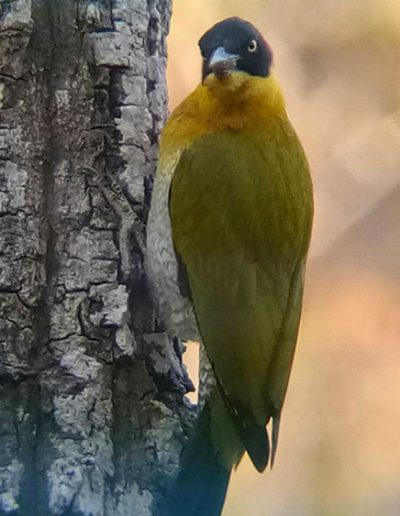 Black-headed woodpecker