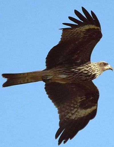 Black-eared kite