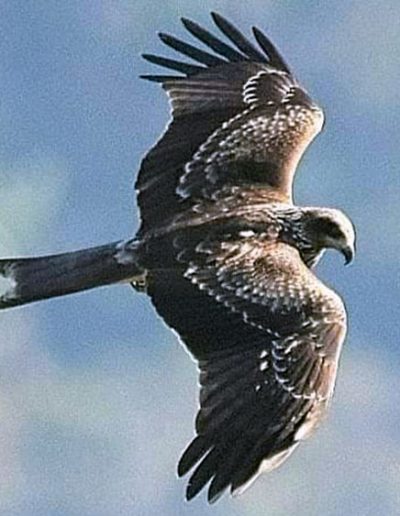 Black-eared kite