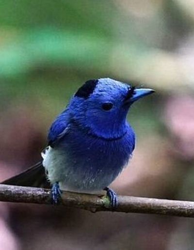 Black-naped monarch