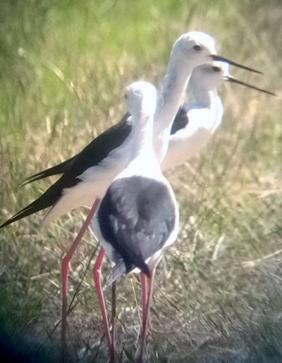 Black-winged stilt