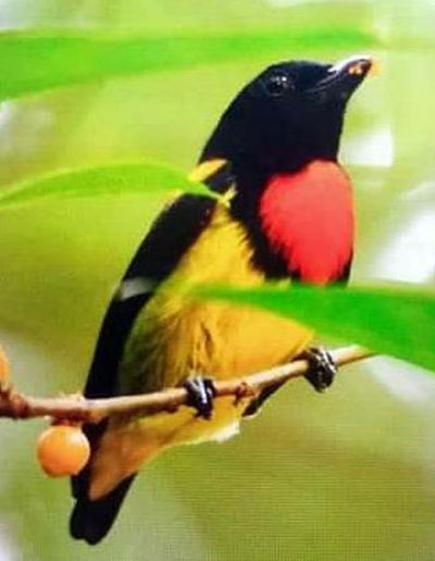 Scarlet-breasted flowerpecker