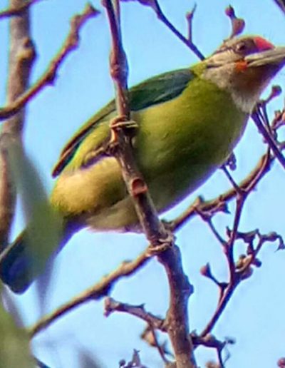 Golden-throated barbet