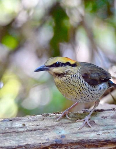 Blue pitta