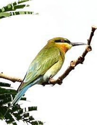 Blue-tailed bee-eater