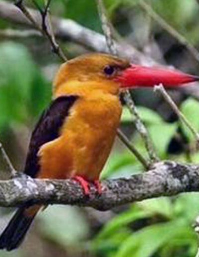 Brown-winged kingfisher