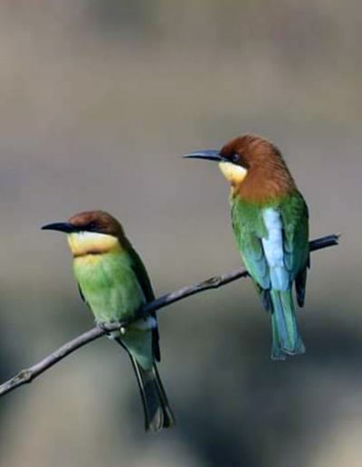 Chestnut-headed bee-eater