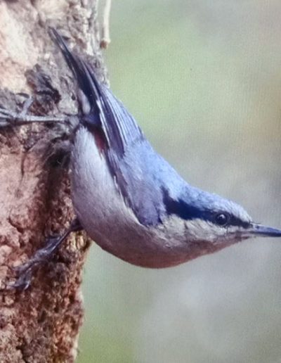 Chestnut-vented nuthatch