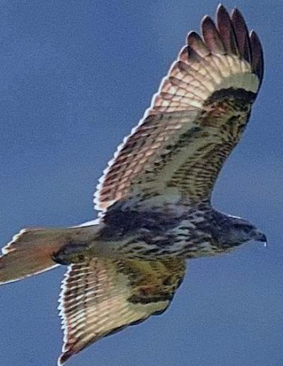 Himalayan buzzard