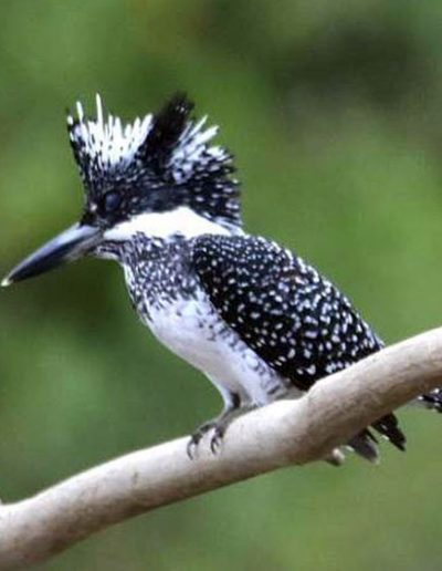 Crested Kingfisher Ebird