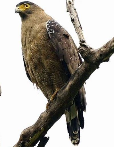 Crested-serpent eagle