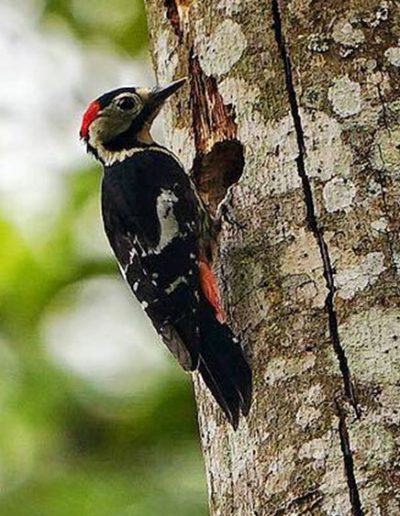 Crimson-breasted woodpecker