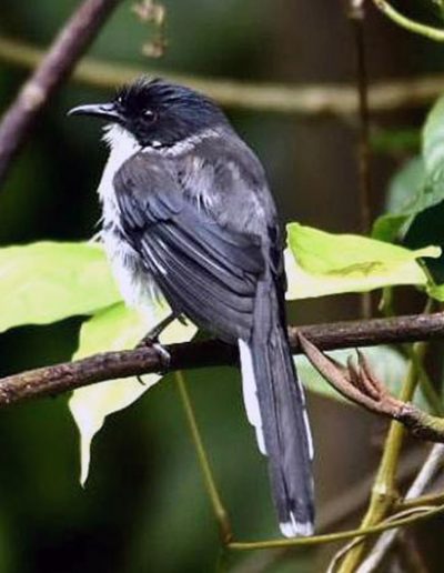 Dark-backed sibia