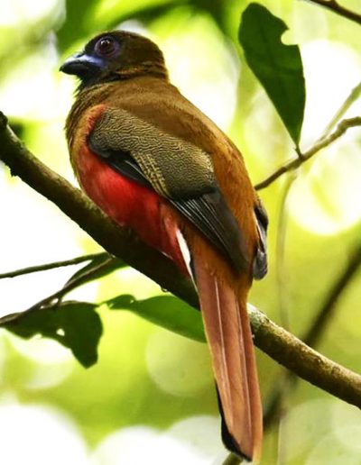 Diard's trogon