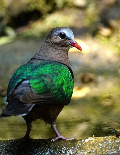 Emerald dove