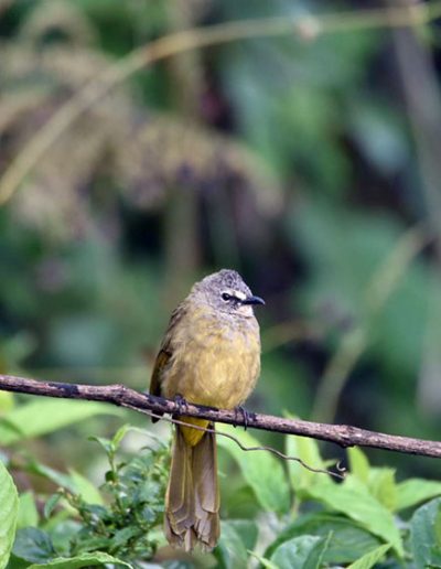 Flavescent bulbul