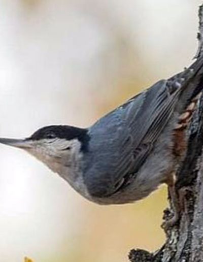 Giant nuthatch