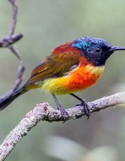 Green-tailed sunbird