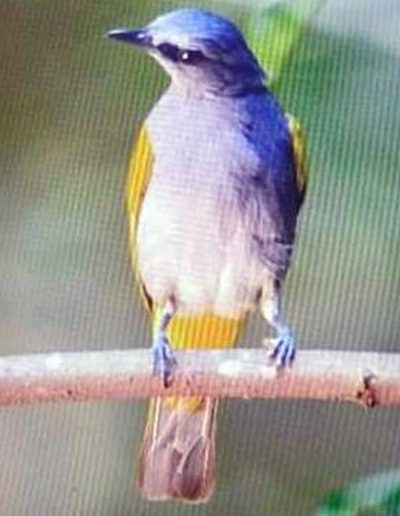 Grey-bellied bulbul