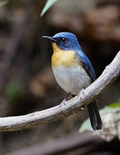 Hill-blue flycatcher