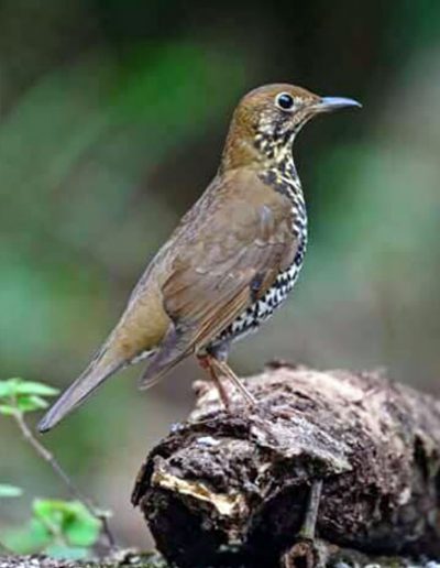 Himalayan Thrush