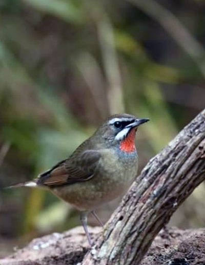 Siberian ruby throat