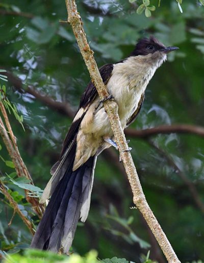 Pied cuckoo