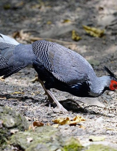 Kalij pheasant