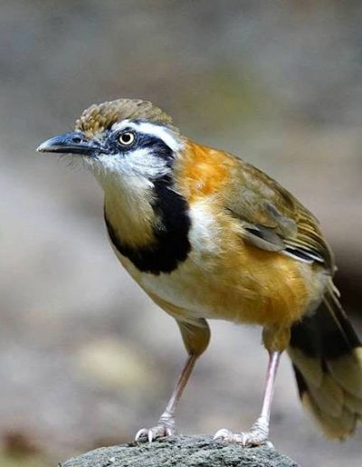 Lesser necklaced laughing thrush