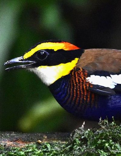 Malayan-banded pitta