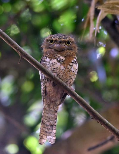 Gould's frogmouth