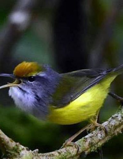 Mountain tailorbird