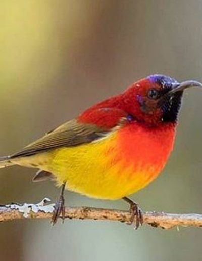 Mrs. Gould's sunbird