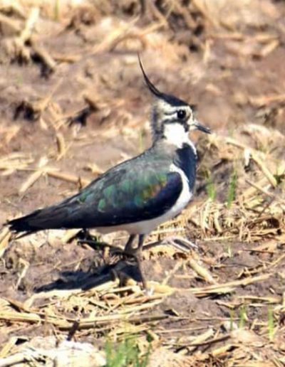 Northern lapwing