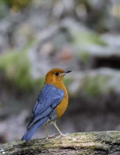 Orange-headed thrush