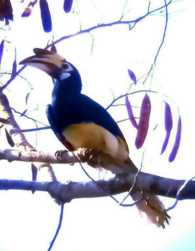 Oriental-pied hornbill