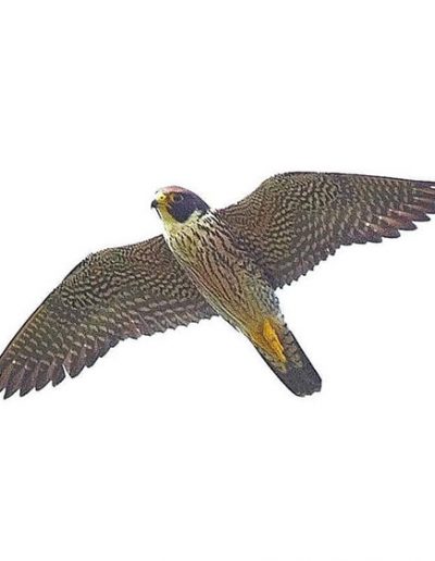 Peregrine falcon