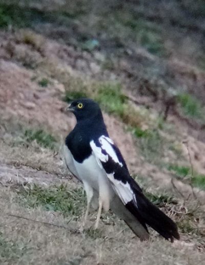 Pied harrier