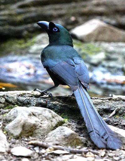 Racket-tailed treepie