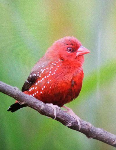 Red avadavat