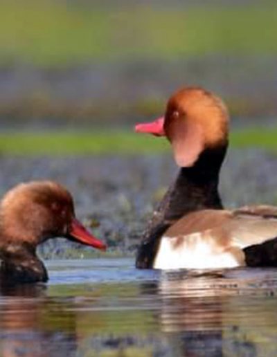 Red-crested pochard