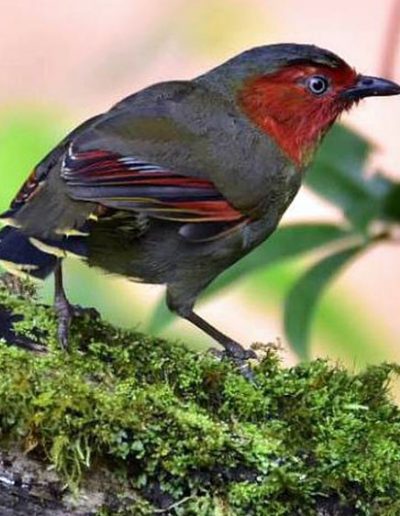 Red-faced liocichla