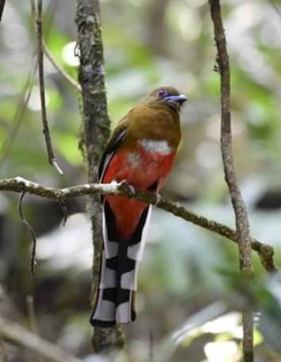 Red-headed trogon