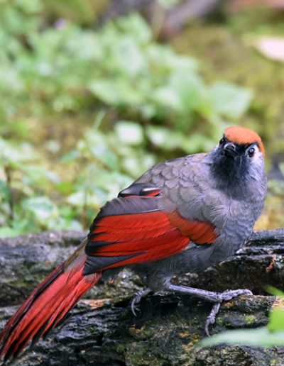 Red-tailed laughingthrush