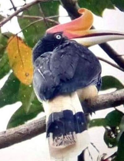 Rhinoceros hornbill